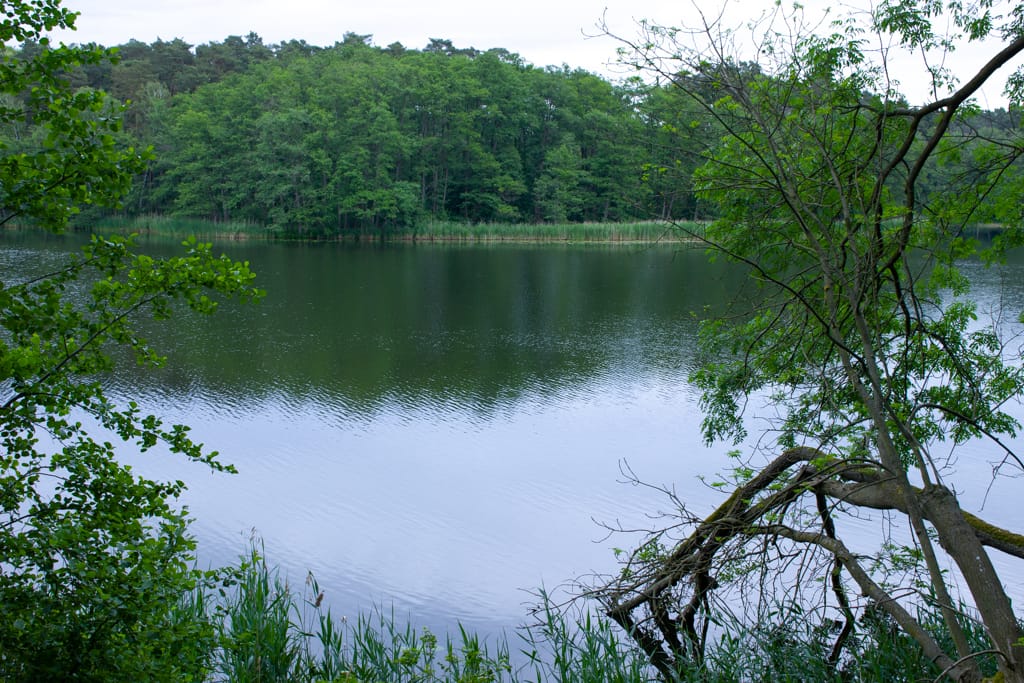 Rezerwat Buki nad Jeziorem Lutomskim