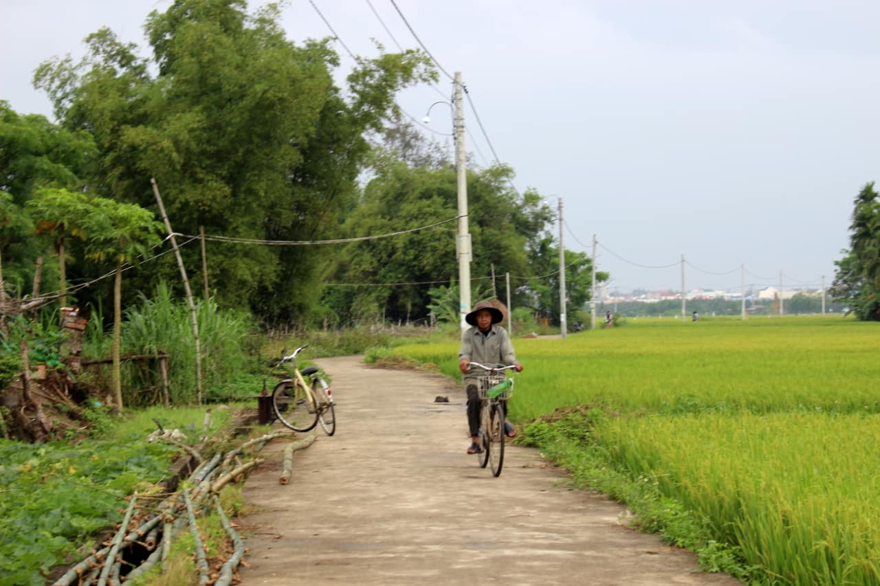 Wioski w okolicy Hoi An, przepiękne pola ryżowe i mnóstwo rowerzystów, Wietnam 2019 r.