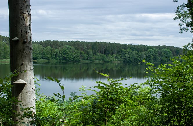 Rezerwat Buki nad Jeziorem Lutomskim