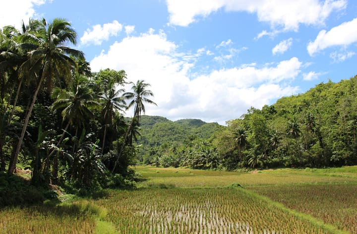 Wietnam plan wyjazdu - Pola ryżowe na Filipinach