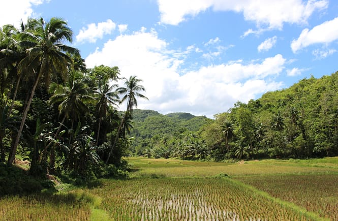 Wietnam plan wyjazdu - Pola ryżowe na Filipinach