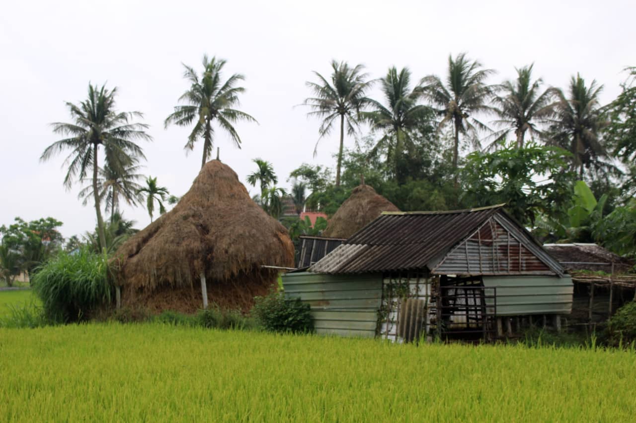 Pola ryżowe w okolicy Hoi An, Wietnam 2019 r.