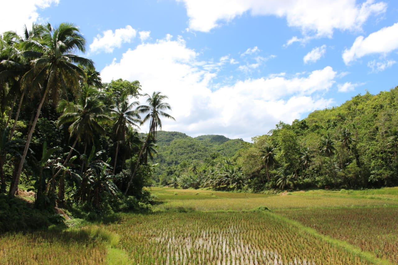 Pola ryżowe na Filipinach